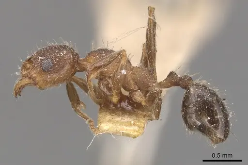 Pheidole crassicornis - CASENT0904433