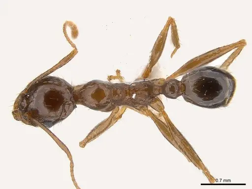 Pheidole crassinoda specimen