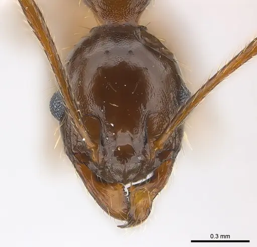 Pheidole crassinoda specimen