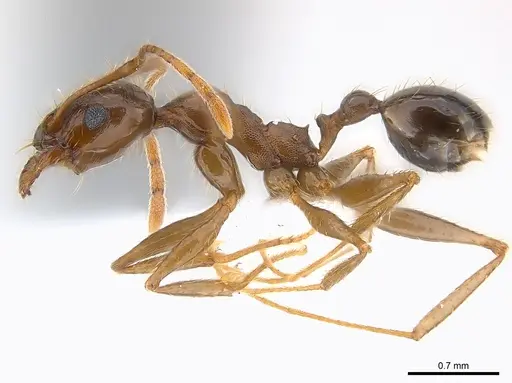 Pheidole crassinoda specimen