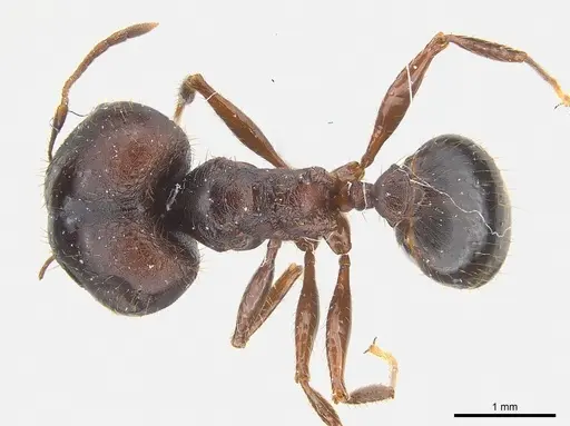 Pheidole crassinoda - CASENT0217096