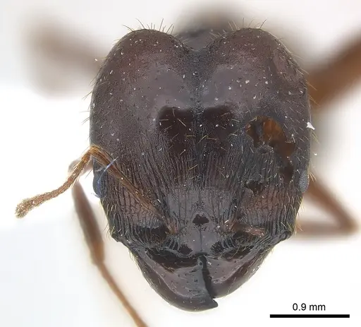 Pheidole crassinoda - CASENT0217096
