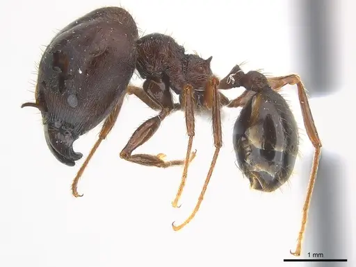 Pheidole crassinoda - CASENT0217096