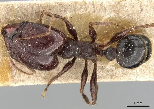 Pheidole crassinoda - CASENT0281183