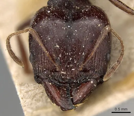 Pheidole crassinoda - CASENT0281183