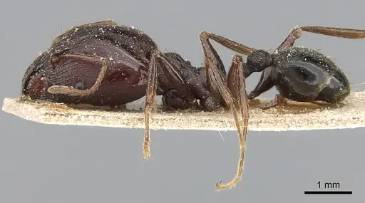Pheidole crassinoda - CASENT0281183