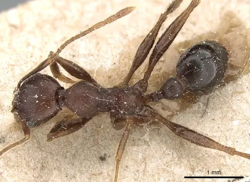 Pheidole crassinoda - CASENT0281184