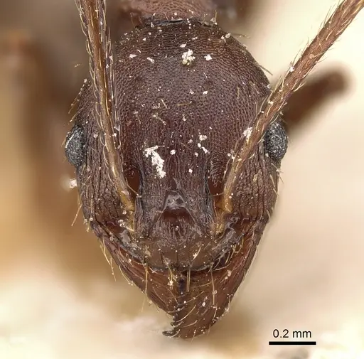 Pheidole crassinoda - CASENT0281184
