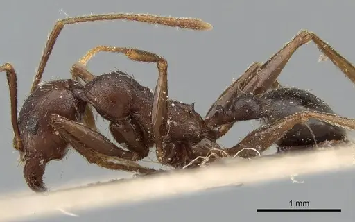 Pheidole crassinoda - CASENT0281184