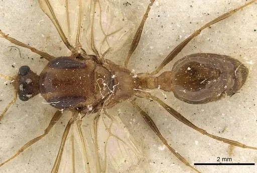 Pheidole crassinoda - CASENT0901273