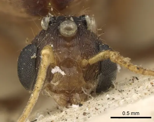 Pheidole crassinoda - CASENT0901273