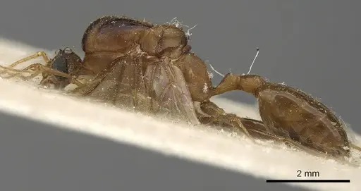 Pheidole crassinoda - CASENT0901273