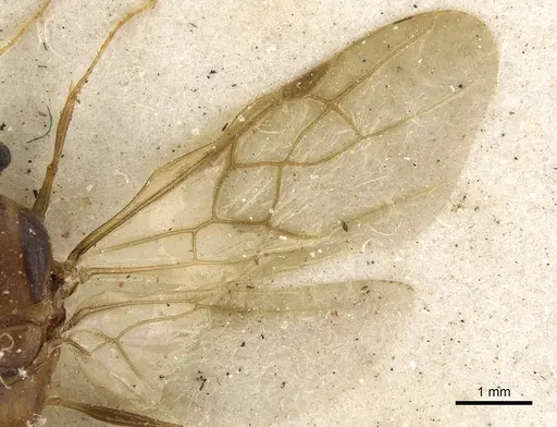 Pheidole crassinoda - CASENT0901273