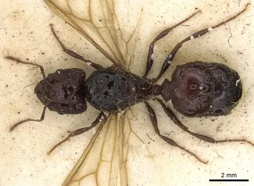 Pheidole crassinoda - CASENT0901274