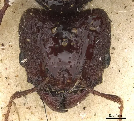 Pheidole crassinoda - CASENT0901274