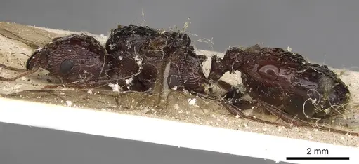 Pheidole crassinoda - CASENT0901274