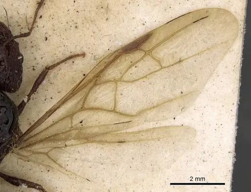 Pheidole crassinoda - CASENT0901274