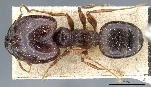 Pheidole crassinoda - CASENT0904212