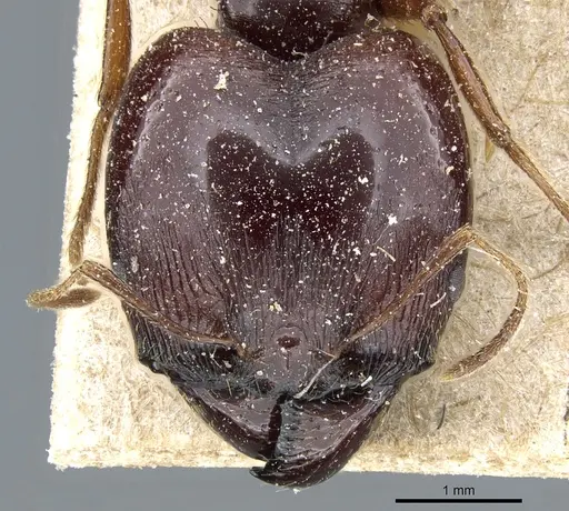 Pheidole crassinoda - CASENT0904212