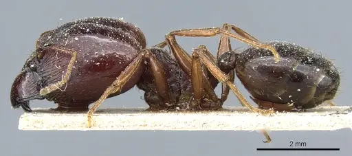 Pheidole crassinoda - CASENT0904212