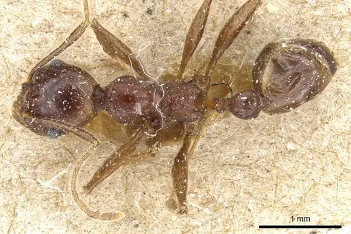 Pheidole crassinoda - CASENT0904213