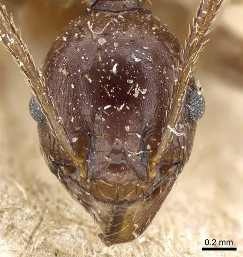 Pheidole crassinoda - CASENT0904213