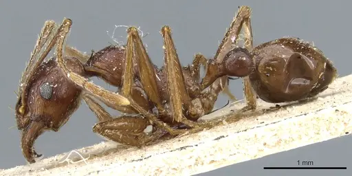 Pheidole crassinoda - CASENT0904213