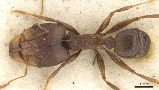 Pheidole crassinoda - CASENT0906526