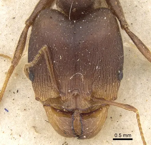 Pheidole crassinoda - CASENT0906526