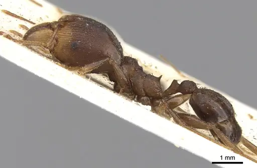 Pheidole crassinoda - CASENT0906526