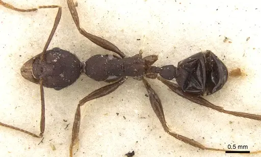 Pheidole crassinoda - CASENT0906527