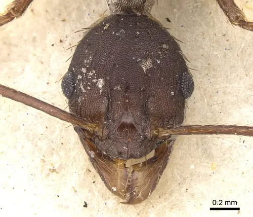 Pheidole crassinoda - CASENT0906527