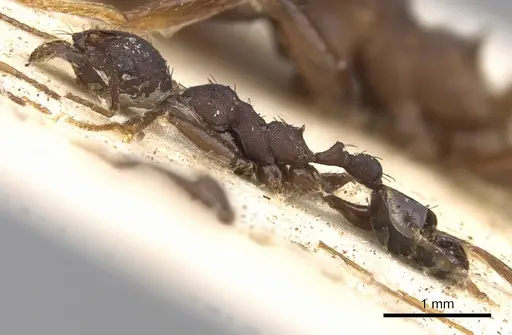 Pheidole crassinoda - CASENT0906527
