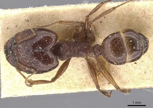 Pheidole crassinoda - CASENT0913296