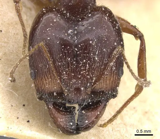 Pheidole crassinoda - CASENT0913296