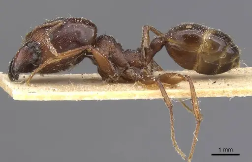 Pheidole crassinoda - CASENT0913296