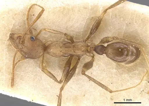 Pheidole crassinoda - CASENT0913297