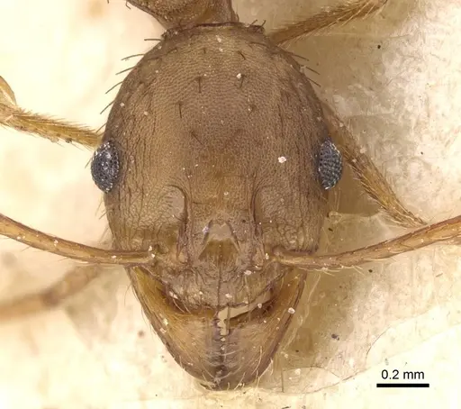 Pheidole crassinoda - CASENT0913297