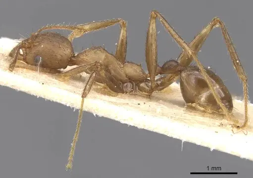 Pheidole crassinoda - CASENT0913297
