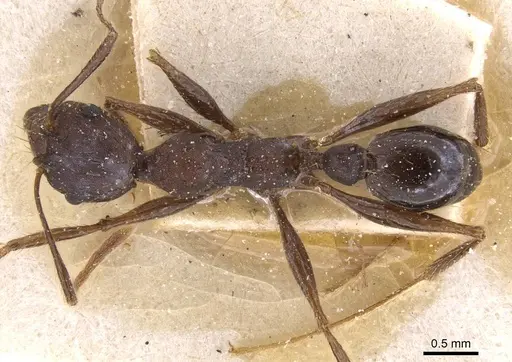 Pheidole crassinoda - CASENT0913298