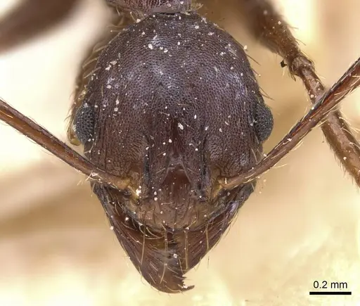 Pheidole crassinoda - CASENT0913298