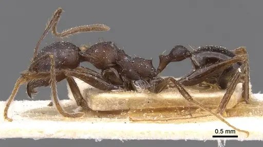 Pheidole crassinoda - CASENT0913298