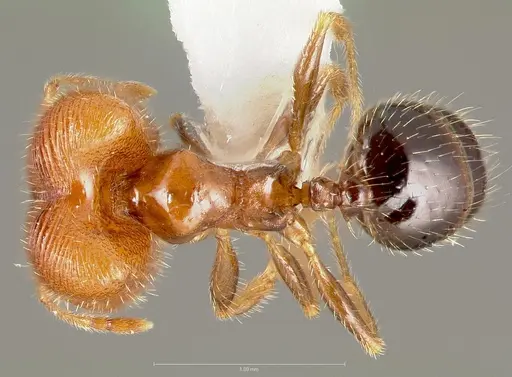 Pheidole creightoni specimen