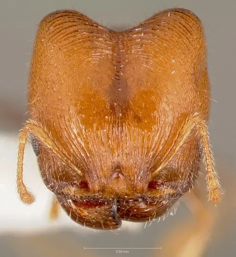 Pheidole creightoni specimen