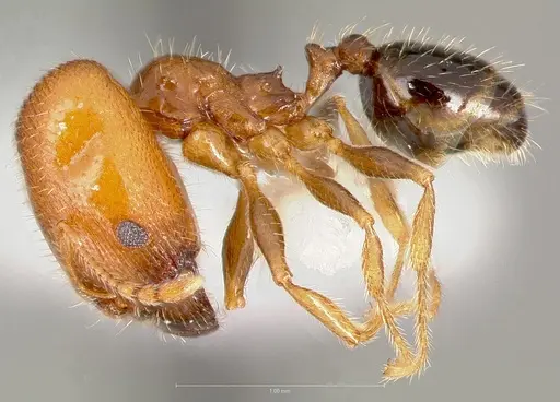 Pheidole creightoni specimen