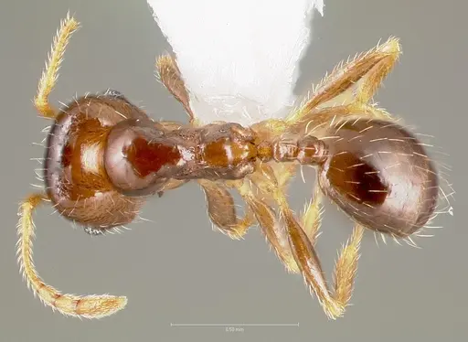 Pheidole creightoni - CASENT0005758