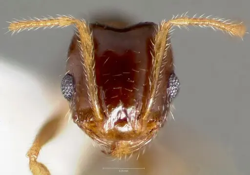 Pheidole creightoni - CASENT0005758