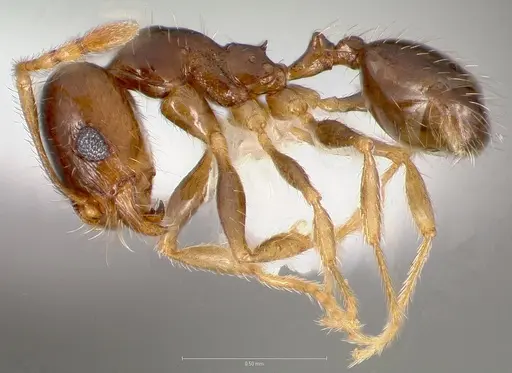 Pheidole creightoni - CASENT0005758
