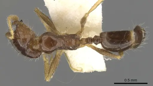 Pheidole creightoni - CASENT0901551