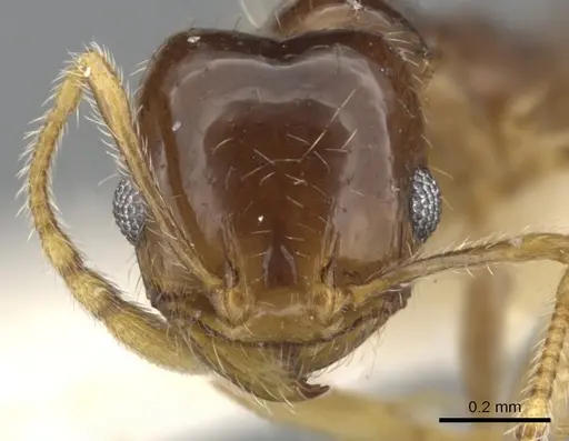 Pheidole creightoni - CASENT0901551